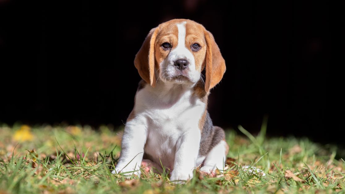 Puppy adoption times halve in 2020 hero image