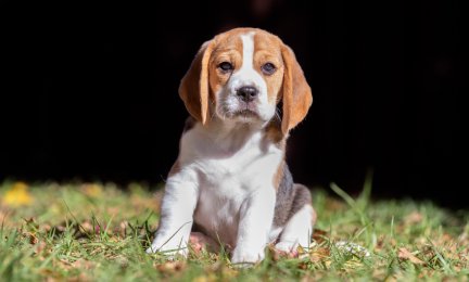 Puppy adoption times halve in 2020 preview image