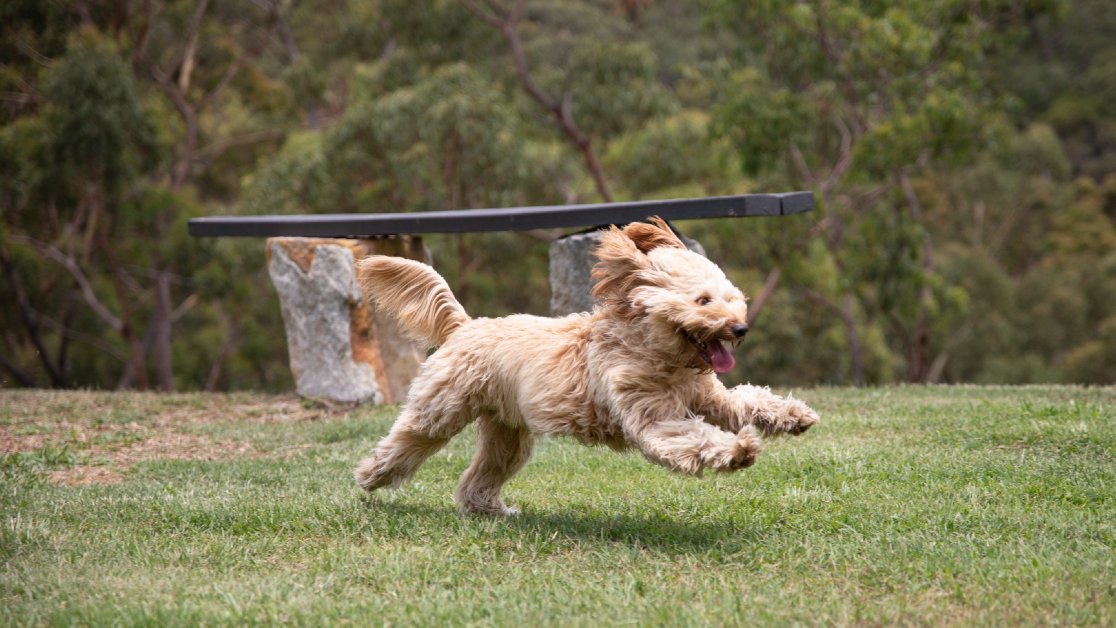 Top Sydney vet outlines growing pet health concerns during pandemic hero image
