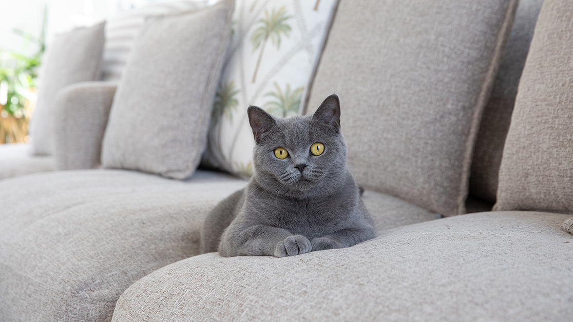 Introducing the All New Black Hawk Cat Food Range hero image