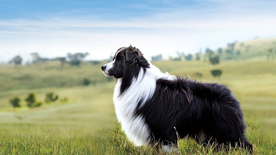 Black Hawk Freeze Dried Dog Treats hero image