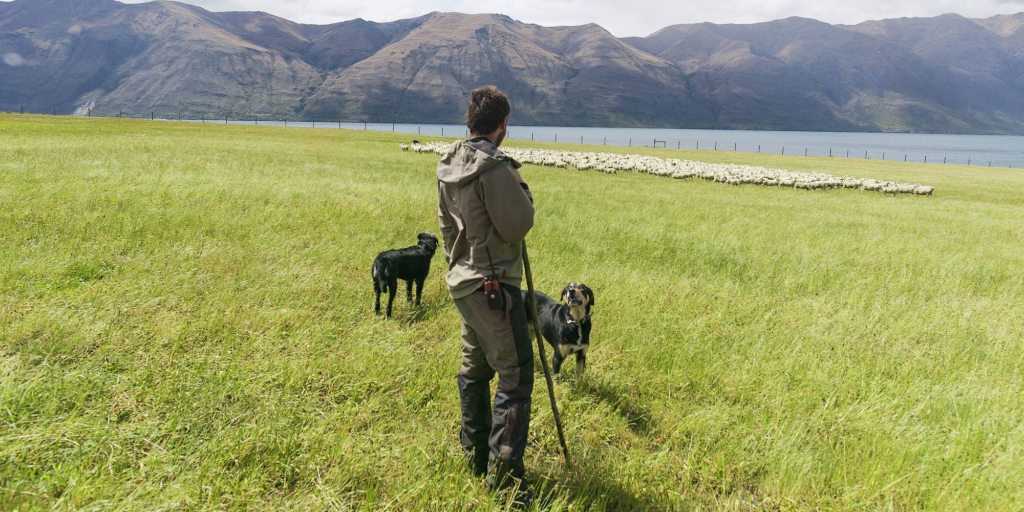 Kiwi Kitchens hero image